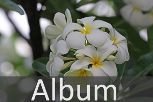 Hundsgiftgewächse (Apocynaceae)